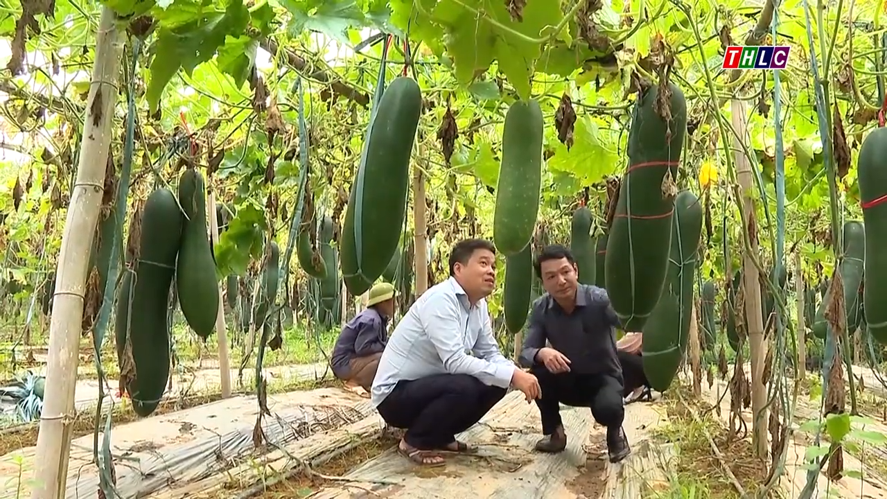 Bí đen Quế Á số 7 - Giải Pháp mới cho nông nghiệp Lào Cai